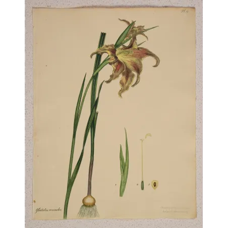 Original Gladiolus versicolor engraving with full margins and generous original sheet.
