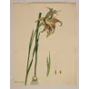Original Gladiolus versicolor engraving with full margins and generous original sheet.