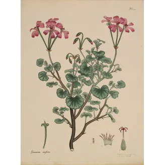 Kidney-Leaved Geranium (Geranium reniforme) with soft pink flowers and rounded foliage, original hand-colored engraving