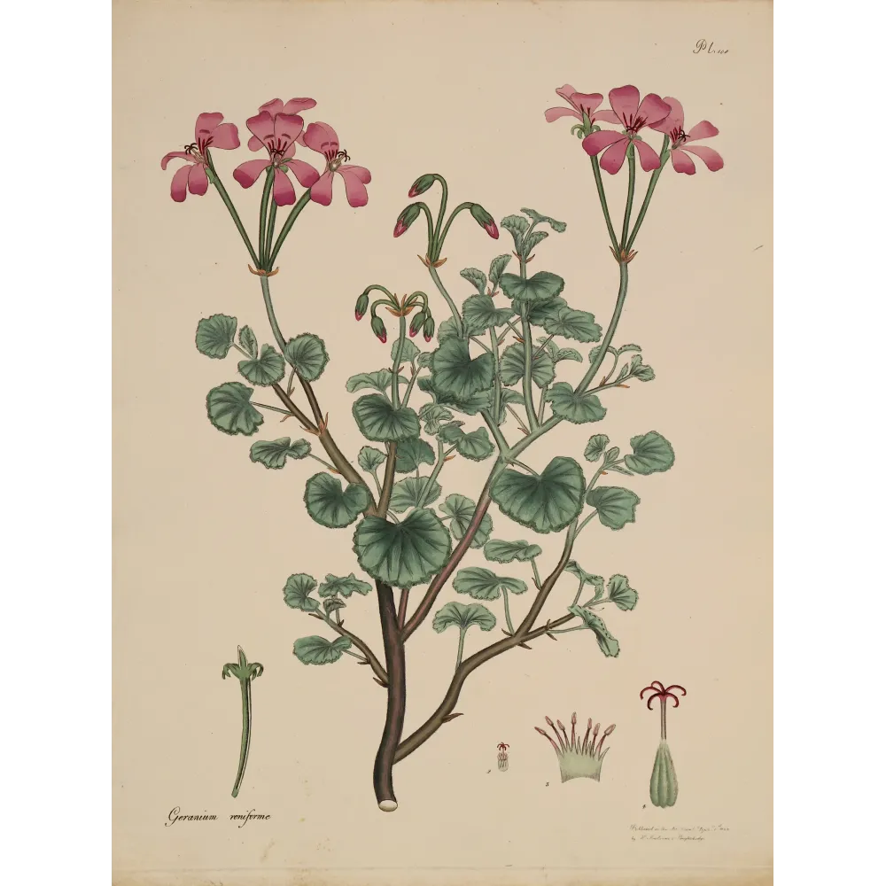 Kidney-Leaved Geranium (Geranium reniforme) with soft pink flowers and rounded foliage, original hand-colored engraving