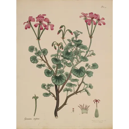 Kidney-Leaved Geranium (Geranium reniforme) with soft pink flowers and rounded foliage, original hand-colored engraving