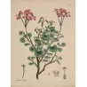 Kidney-Leaved Geranium (Geranium reniforme) with soft pink flowers and rounded foliage, original hand-colored engraving