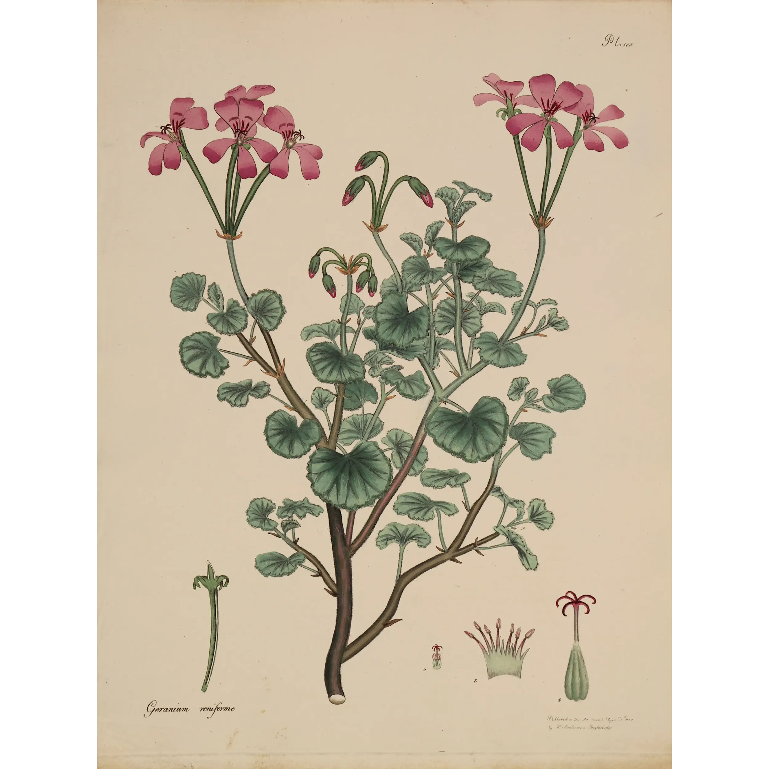 Kidney-Leaved Geranium (Geranium reniforme) with soft pink flowers and rounded foliage, original hand-colored engraving