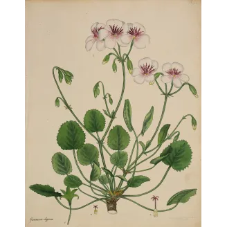 Geranium elegans (Round-Leaved Geranium), original hand-colored botanical engraving by Henry Andrews, 1799