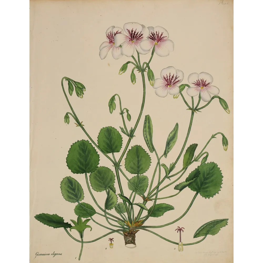 Geranium elegans (Round-Leaved Geranium), original hand-colored botanical engraving by Henry Andrews, 1799