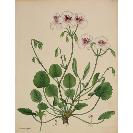 Geranium elegans (Round-Leaved Geranium), original hand-colored botanical engraving by Henry Andrews, 1799