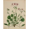 Geranium elegans (Round-Leaved Geranium), original hand-colored botanical engraving by Henry Andrews, 1799