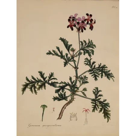Velvety dark crimson flowers of Geranium quinquevulnerum with pale margins and bright crimson centres