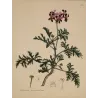 Velvety dark crimson flowers of Geranium quinquevulnerum with pale margins and bright crimson centres