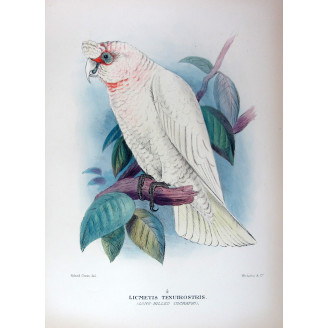 Green Leek Parrot by Roland Green – The Birds of Australia