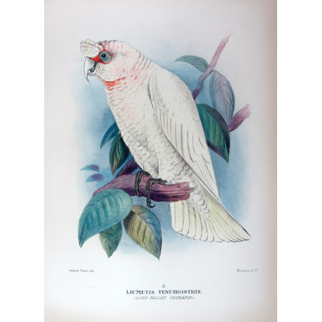 Green Leek Parrot by Roland Green – The Birds of Australia