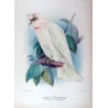 Green Leek Parrot (*Polytelis swainsonii*) – Original lithograph by Green, Mathews (1910–27)