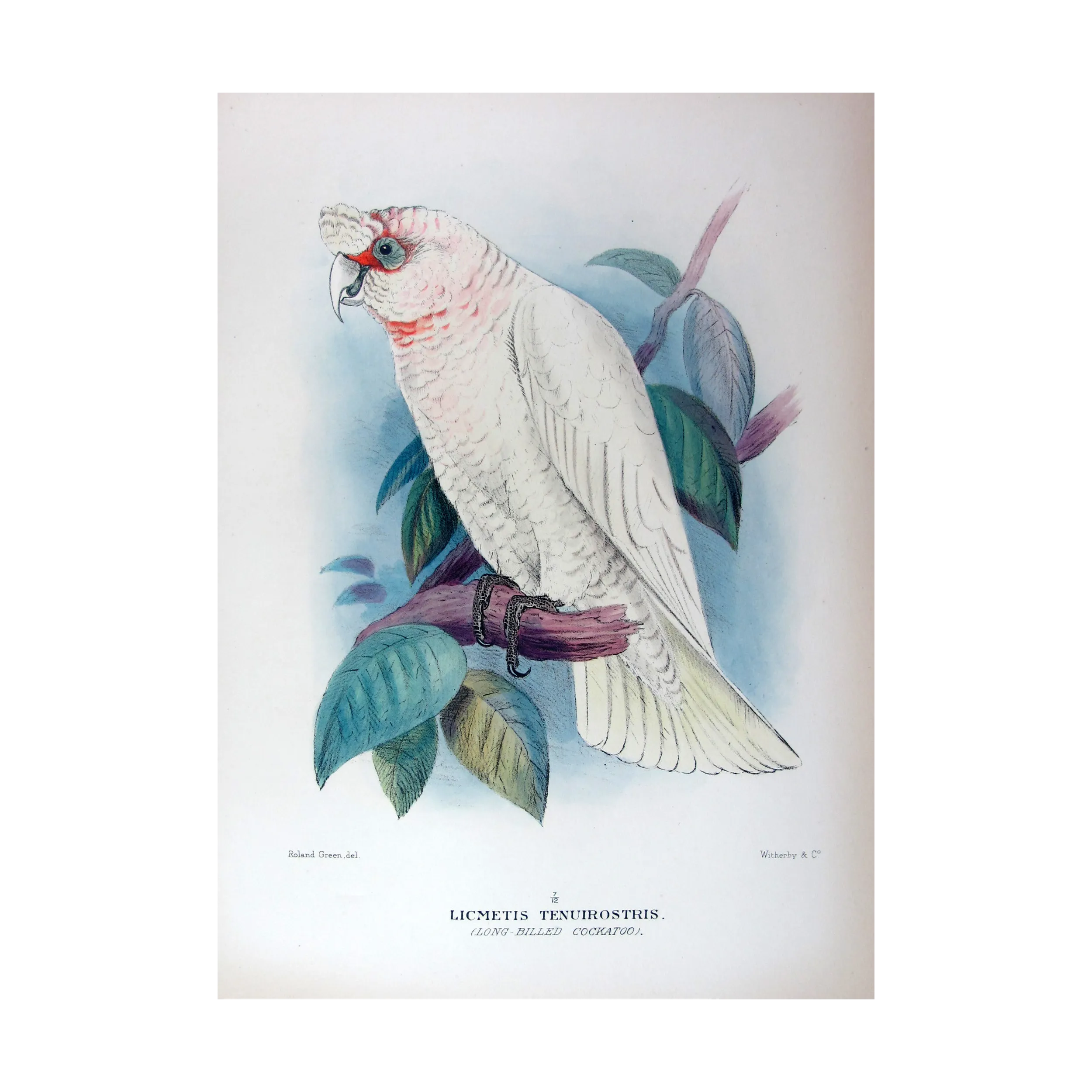 Green Leek Parrot by Roland Green – The Birds of Australia