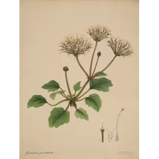 Geranium punctatum (Dotted-Flowered Geranium), original hand-colored botanical engraving by Henry Andrews, 1799