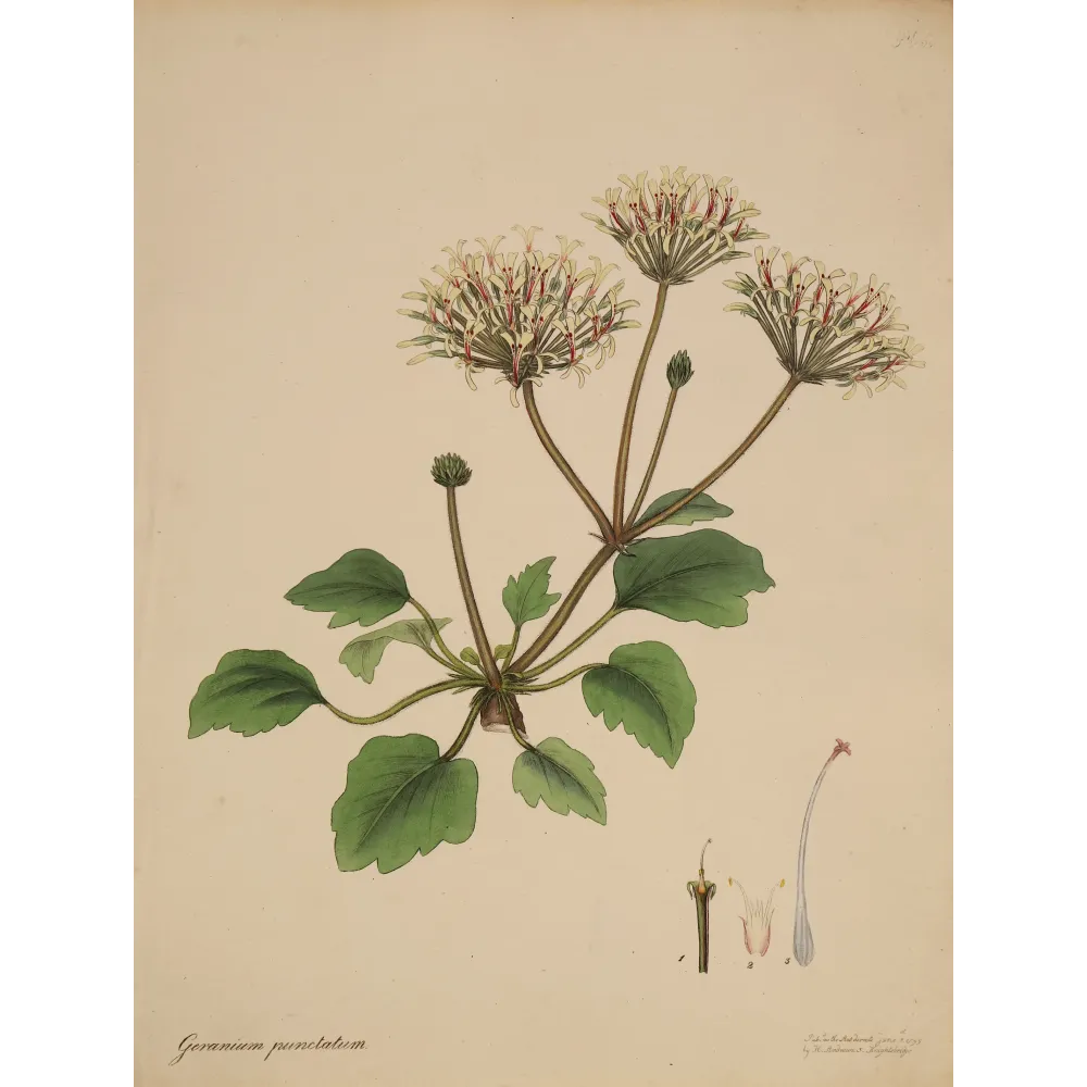 Geranium punctatum (Dotted-Flowered Geranium), original hand-colored botanical engraving by Henry Andrews, 1799