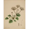 Geranium punctatum (Dotted-Flowered Geranium), original hand-colored botanical engraving by Henry Andrews, 1799