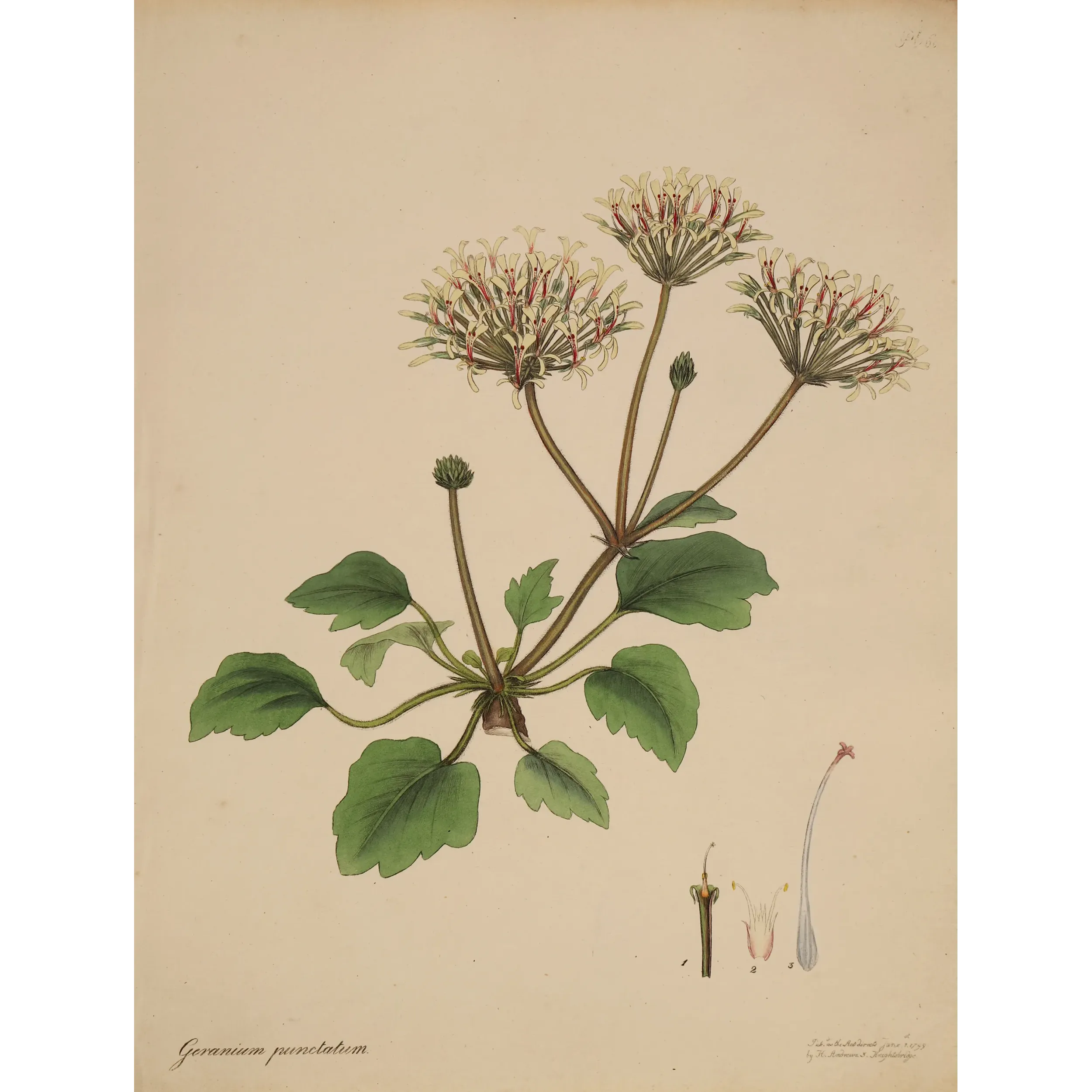 Geranium punctatum (Dotted-Flowered Geranium), original hand-colored botanical engraving by Henry Andrews, 1799