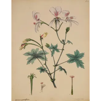 Large-Flowered Crane’s-Bill (Geranium grandiflorum), original 1797 hand-colored botanical engraving