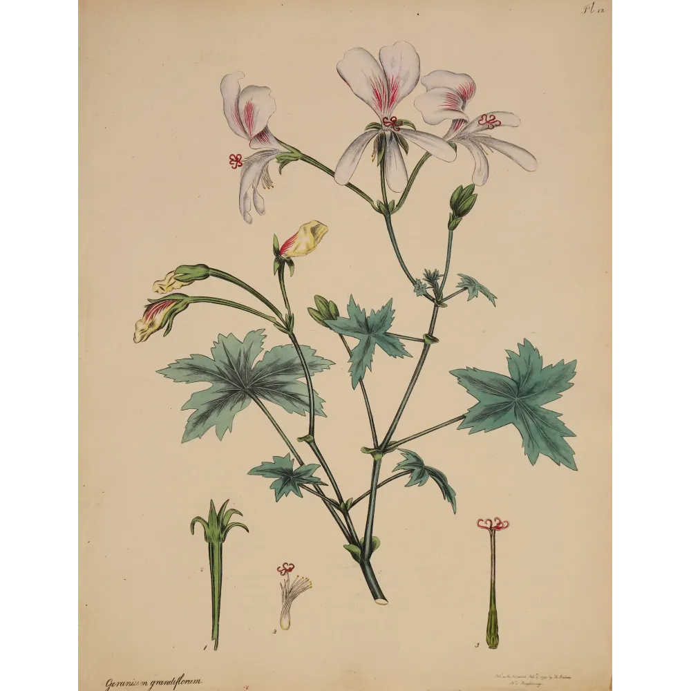 Large-Flowered Crane’s-Bill (Geranium grandiflorum), original 1797 hand-colored botanical engraving