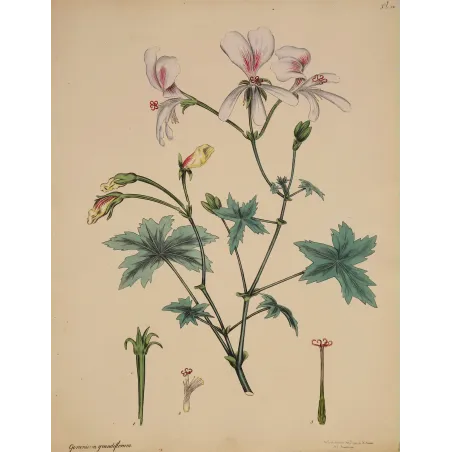 Large-Flowered Crane’s-Bill (Geranium grandiflorum), original 1797 hand-colored botanical engraving