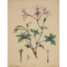 Large-Flowered Crane’s-Bill (Geranium grandiflorum), original 1797 hand-colored botanical engraving