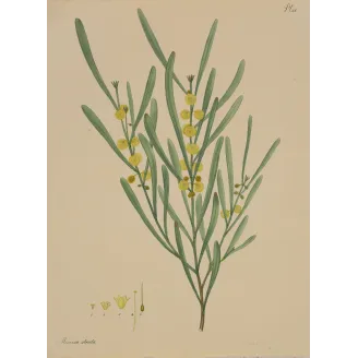Harsh-Leaved Upright Mimosa (Mimosa stricta), original 1799 hand-colored botanical engraving by Henry Andrews
