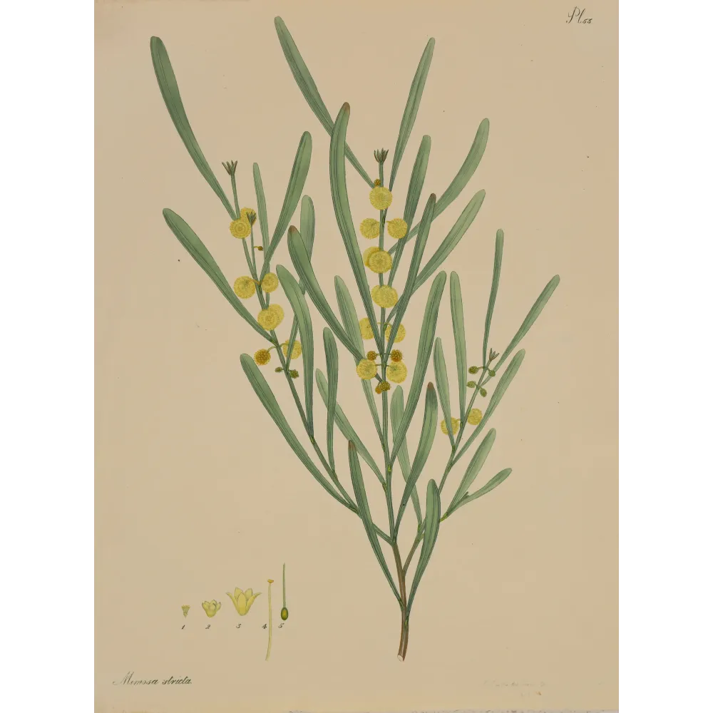 Harsh-Leaved Upright Mimosa (Mimosa stricta), original 1799 hand-colored botanical engraving by Henry Andrews