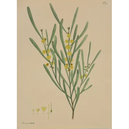 Harsh-Leaved Upright Mimosa (Mimosa stricta), original 1799 hand-colored botanical engraving by Henry Andrews