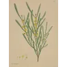 Harsh-Leaved Upright Mimosa (Mimosa stricta), original 1799 hand-colored botanical engraving by Henry Andrews