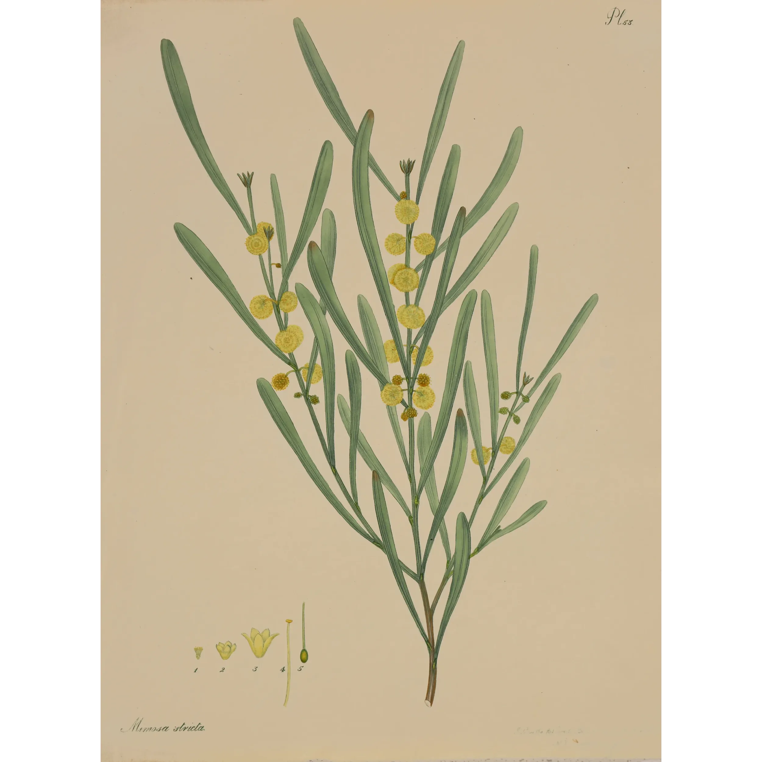 Harsh-Leaved Upright Mimosa (Mimosa stricta), original 1799 hand-colored botanical engraving by Henry Andrews