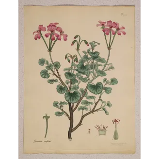 Kidney-Leaved Geranium (Geranium reniforme) with soft pink flowers and rounded foliage, original hand-colored engraving