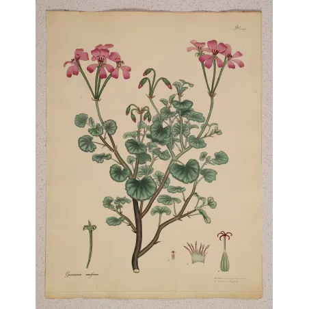 Kidney-Leaved Geranium (Geranium reniforme) with soft pink flowers and rounded foliage, original hand-colored engraving
