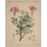 Kidney-Leaved Geranium (Geranium reniforme) with soft pink flowers and rounded foliage, original hand-colored engraving