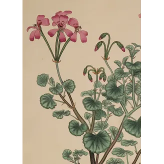 Geranium reniforme, complete original botanical engraving with generous margins and visible lower plate mark