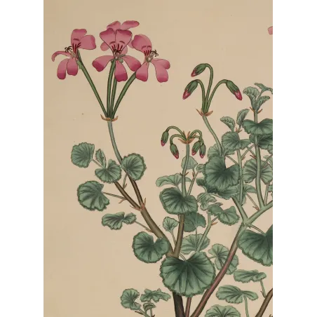 Geranium reniforme, complete original botanical engraving with generous margins and visible lower plate mark