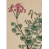 Geranium reniforme, complete original botanical engraving with generous margins and visible lower plate mark
