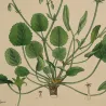 Round green foliage of Geranium elegans showing transparent hand colouring and soft gum arabic finishs