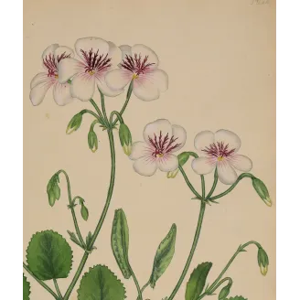 Geranium elegans (Round-Leaved Geranium), original hand-colored botanical engraving by Henry Andrews, 1799