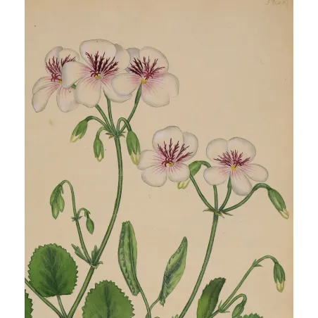 Delicate white blossoms of Geranium elegans with pearl-grey shading and crimson botanical markings