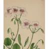 Delicate white blossoms of Geranium elegans with pearl-grey shading and crimson botanical markings