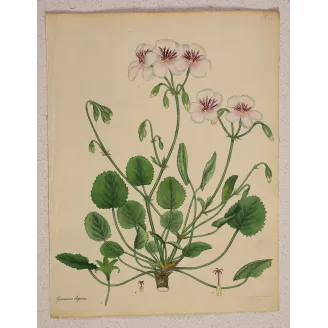 Geranium elegans Antique Botanical Print | Original Hand-Colored Engraving by Henry Andrews (1799)