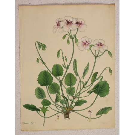 Geranium elegans Antique Botanical Print | Original Hand-Colored Engraving by Henry Andrews (1799)