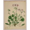 Geranium elegans (Round-Leaved Geranium) – Original Hand-Colored Engraving by Henry Andrews, Antique Botanical Print (1799)