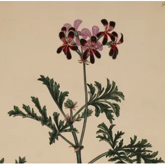 Velvety dark crimson flowers of Geranium quinquevulnerum with pale margins and bright crimson centres