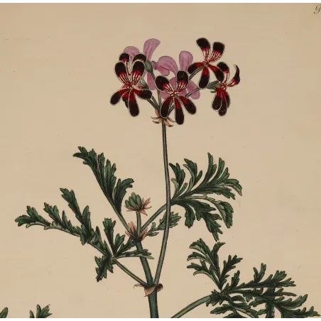 Velvety dark crimson flowers of Geranium quinquevulnerum with pale margins and bright crimson centres
