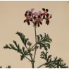Velvety dark crimson flowers of Geranium quinquevulnerum with pale margins and bright crimson centres