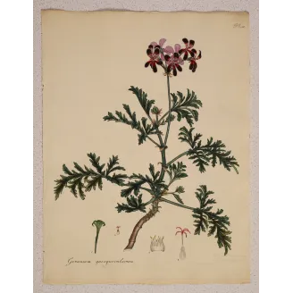 Original Henry Andrews botanical engraving with generous period paper margins and botanical studies preserved