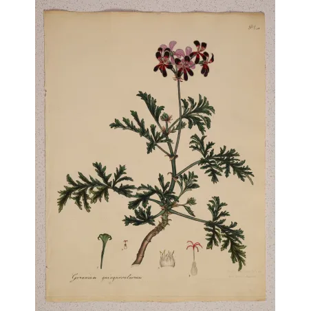 Original Henry Andrews botanical engraving with generous period paper margins and botanical studies preserved