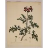 Original Henry Andrews botanical engraving with generous period paper margins and botanical studies preserved
