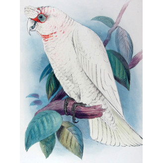 Green Leek Parrot by Roland Green – The Birds of Australia